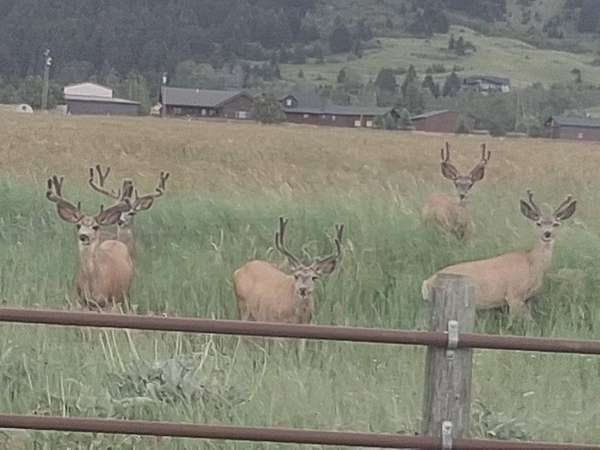 20 Acres of Land for Sale in Bozeman, Montana