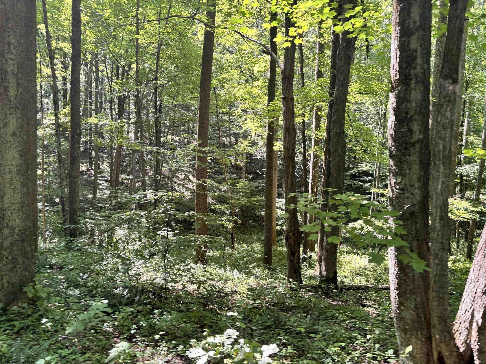 84 Acres of Recreational & Residential Land for Sale in Belington, West Virginia