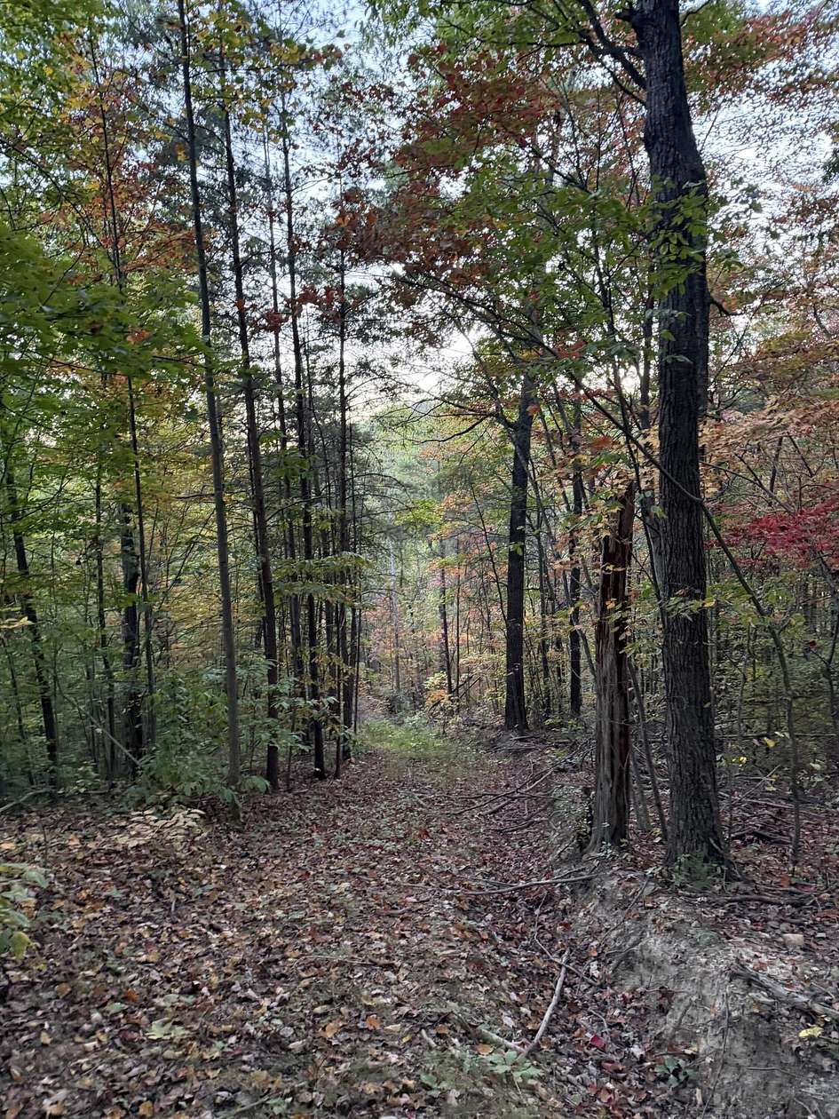 113 Acres of Recreational Land for Sale in Irvine, Kentucky