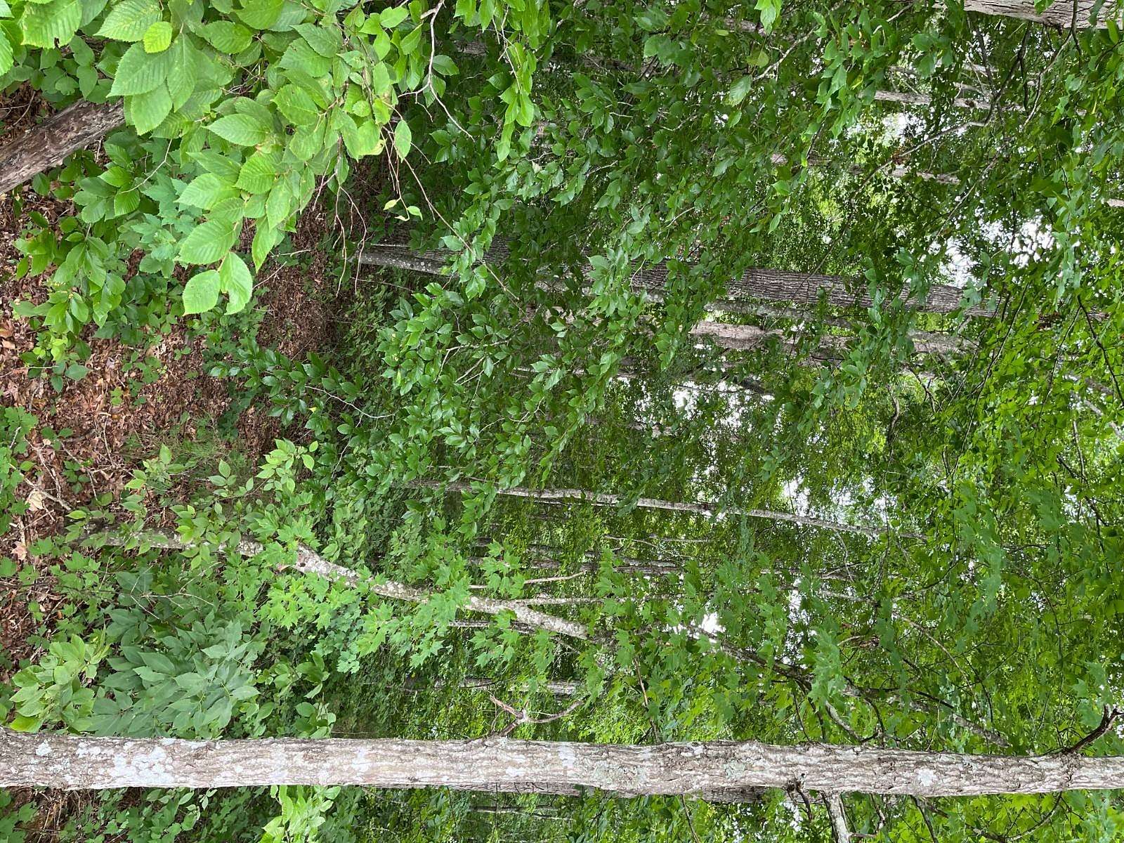 6.29 Acres of Land for Sale in Burkesville, Kentucky