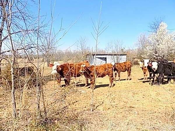 31.5 Acres of Mixed-Use Land for Sale in Greenbrier, Arkansas