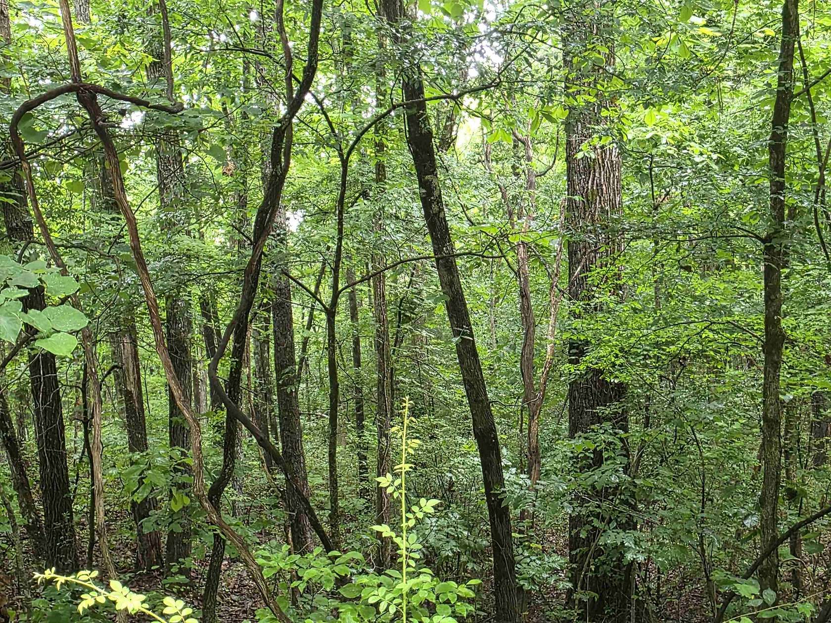 0.4 Acres of Residential Land for Sale in Cherokee Village, Arkansas