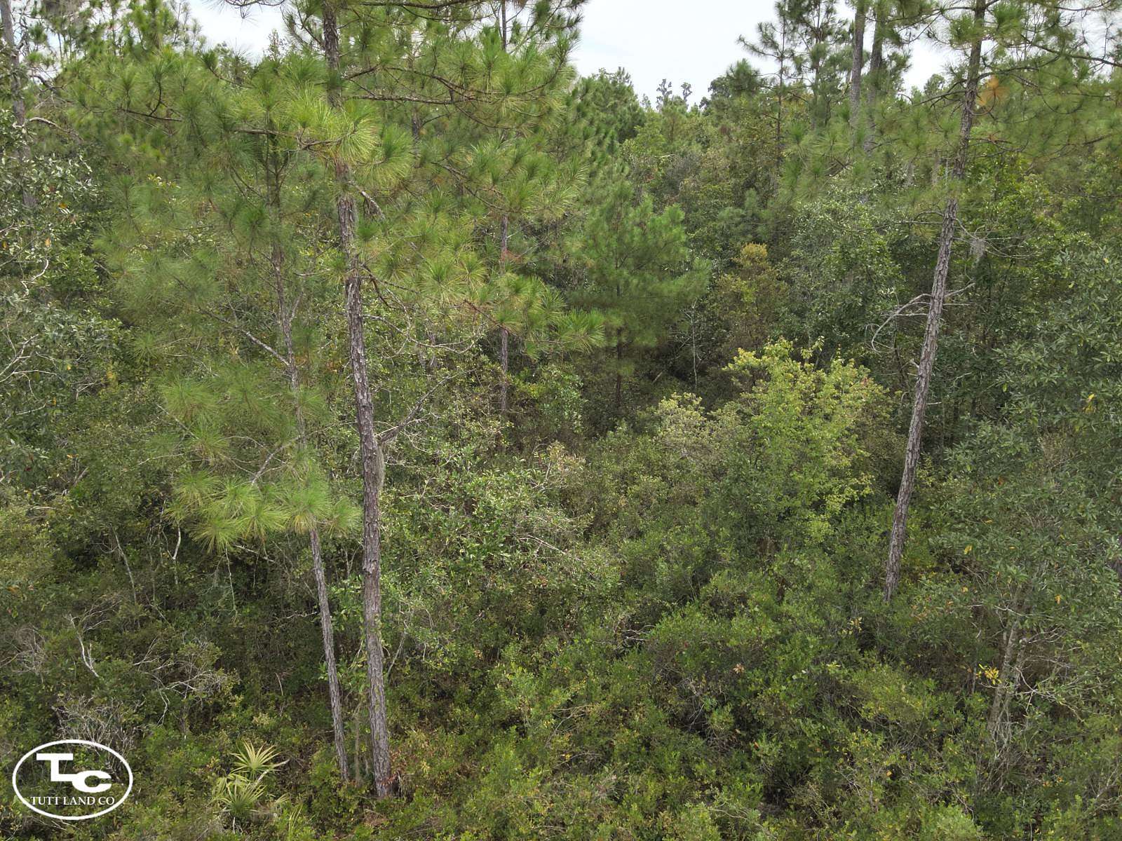 40 Acres of Land for Sale in Madison, Florida