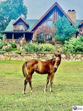 10.6 Acres of Recreational Land with Home for Auction in Eastview, Kentucky