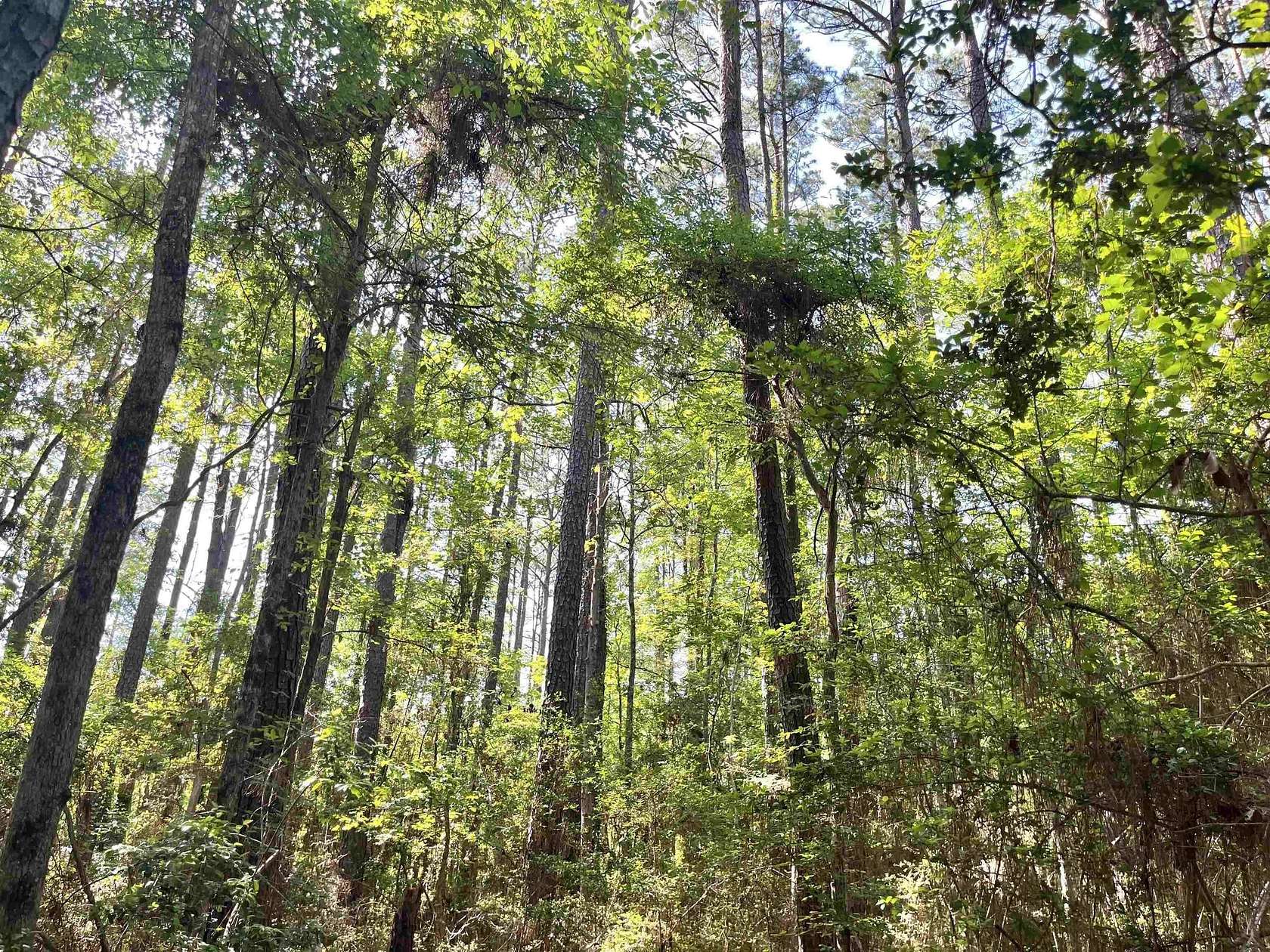 0.28 Acres of Residential Land for Sale in Hemphill, Texas