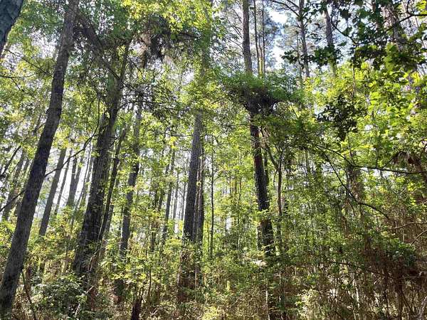 0.28 Acres of Residential Land for Sale in Hemphill, Texas