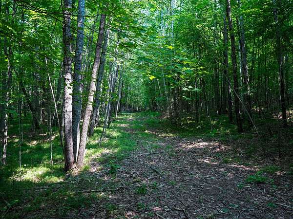 23.5 Acres of Recreational & Residential Land for Sale in Phelps, Wisconsin