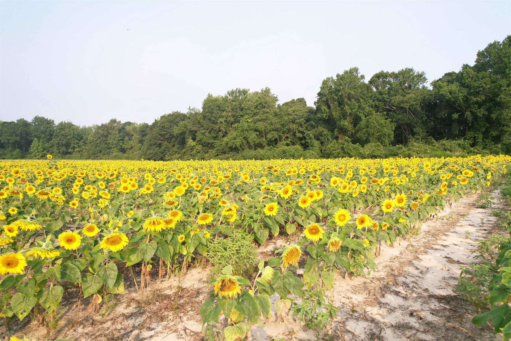 17.7 Acres of Recreational & Residential Land for Sale in Johnsonville, South Carolina