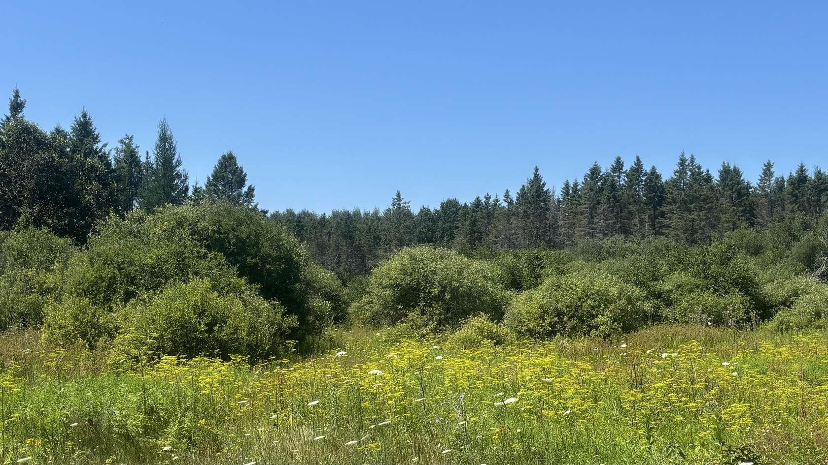 20 Acres of Recreational Land for Sale in Hessel, Michigan