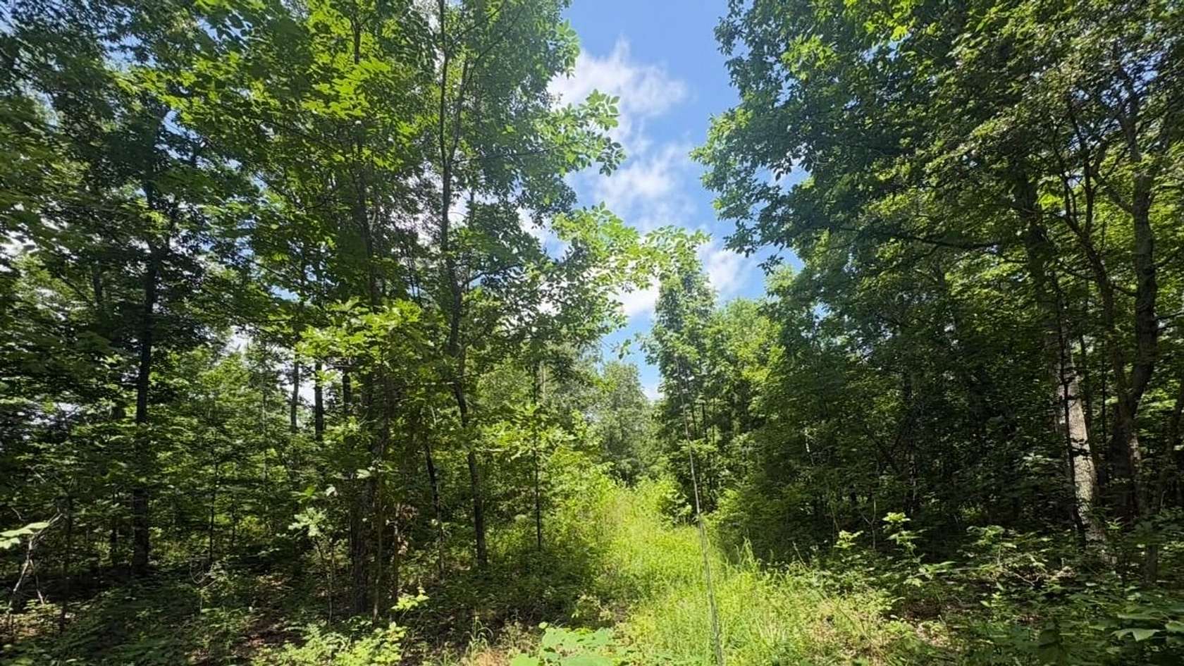 140 Acres of Land for Sale in Ellington, Missouri
