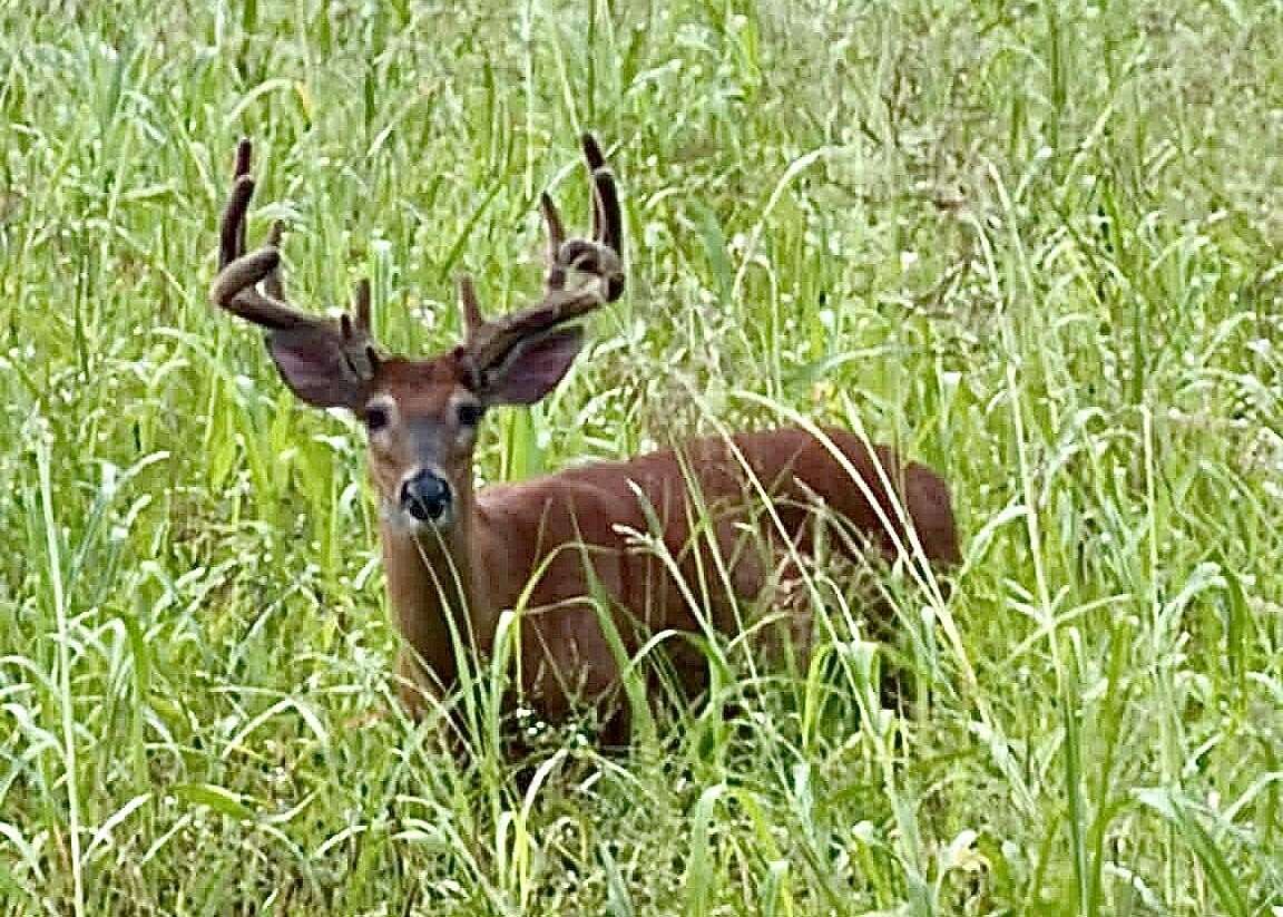 124 Acres of Land for Sale in Somerset, Kentucky
