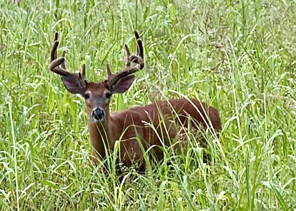 124 Acres of Land for Sale in Somerset, Kentucky