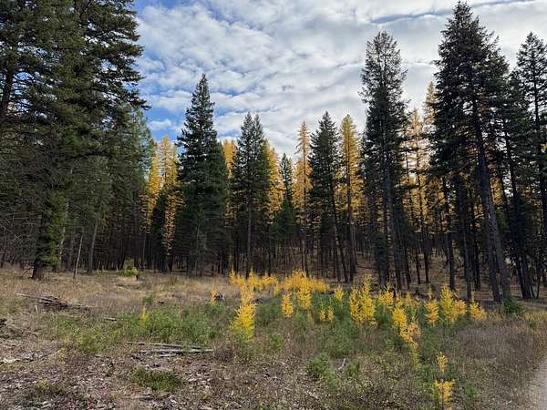 80 Acres of Land for Sale in Fortine, Montana