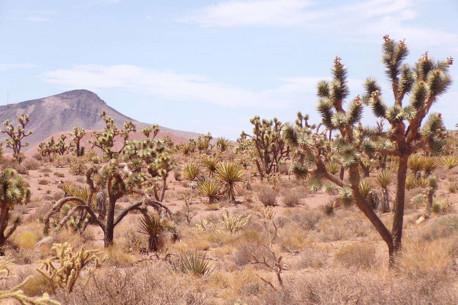 40 Acres of Land for Sale in White Hills, Arizona