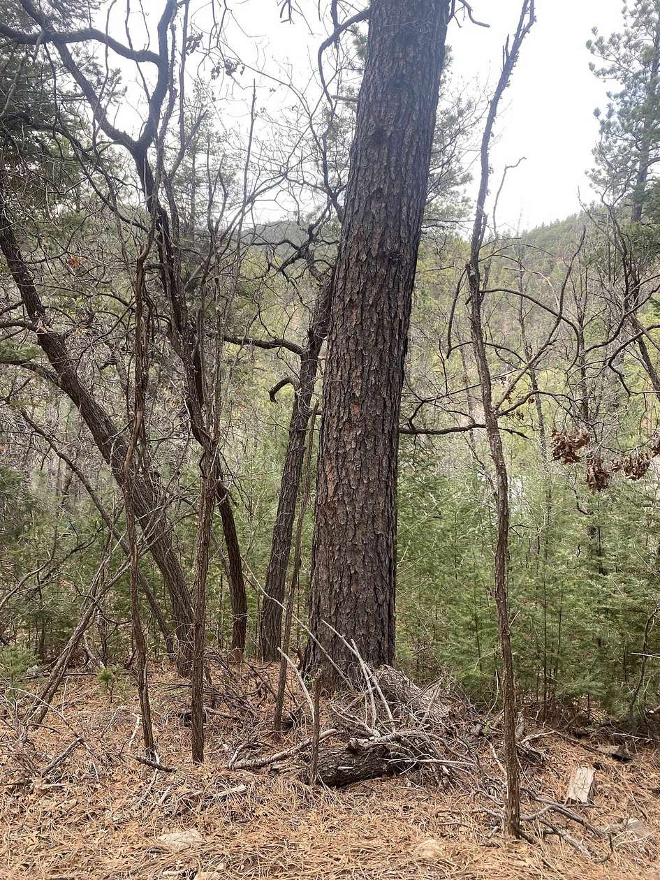 0.25 Acres of Residential Land for Sale in High Rolls, New Mexico