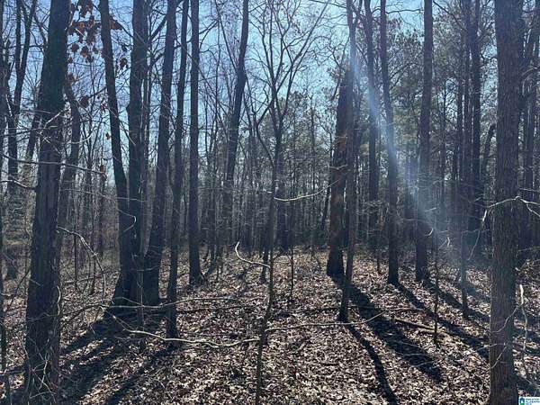 27 Acres of Recreational & Residential Land for Sale in Woodland, Alabama