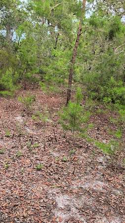 0.22 Acres of Residential Land for Sale in Interlachen, Florida