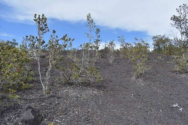 1 Acre of Land for Sale in Hawaiian Ocean View, Hawaii