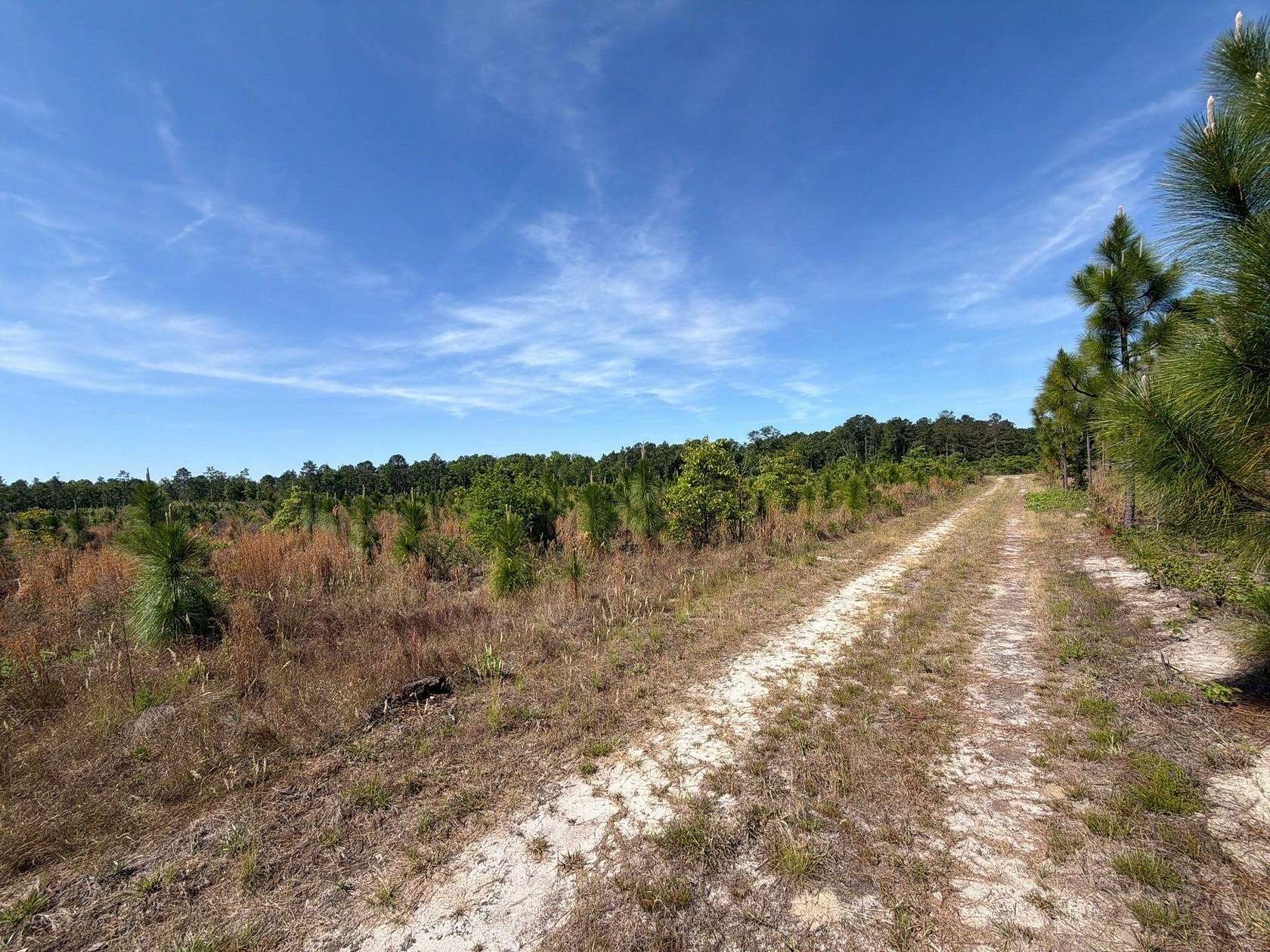 11.6 Acres of Land for Sale in Wagener, South Carolina