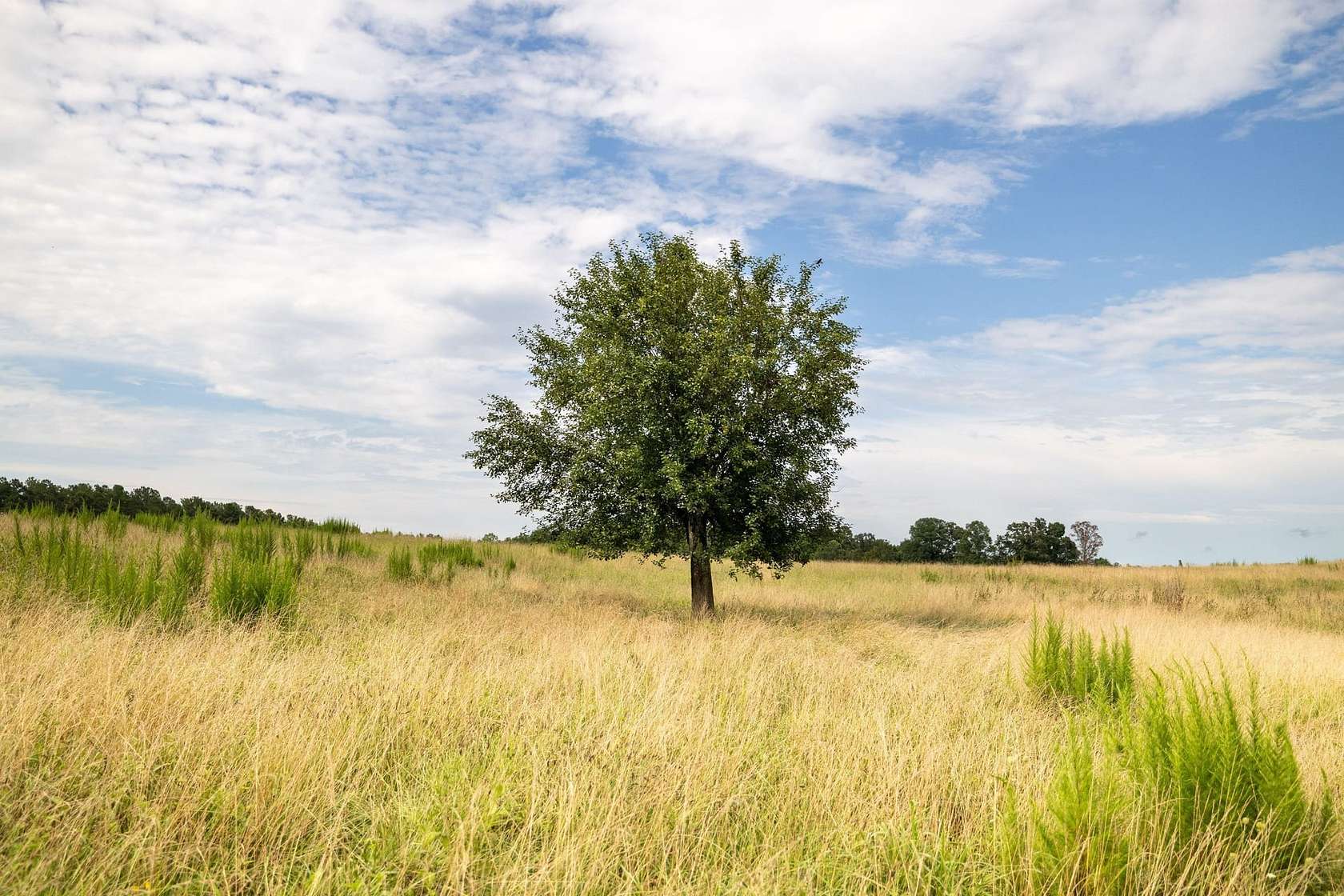 3 Acres of Land for Sale in Houston, Alabama