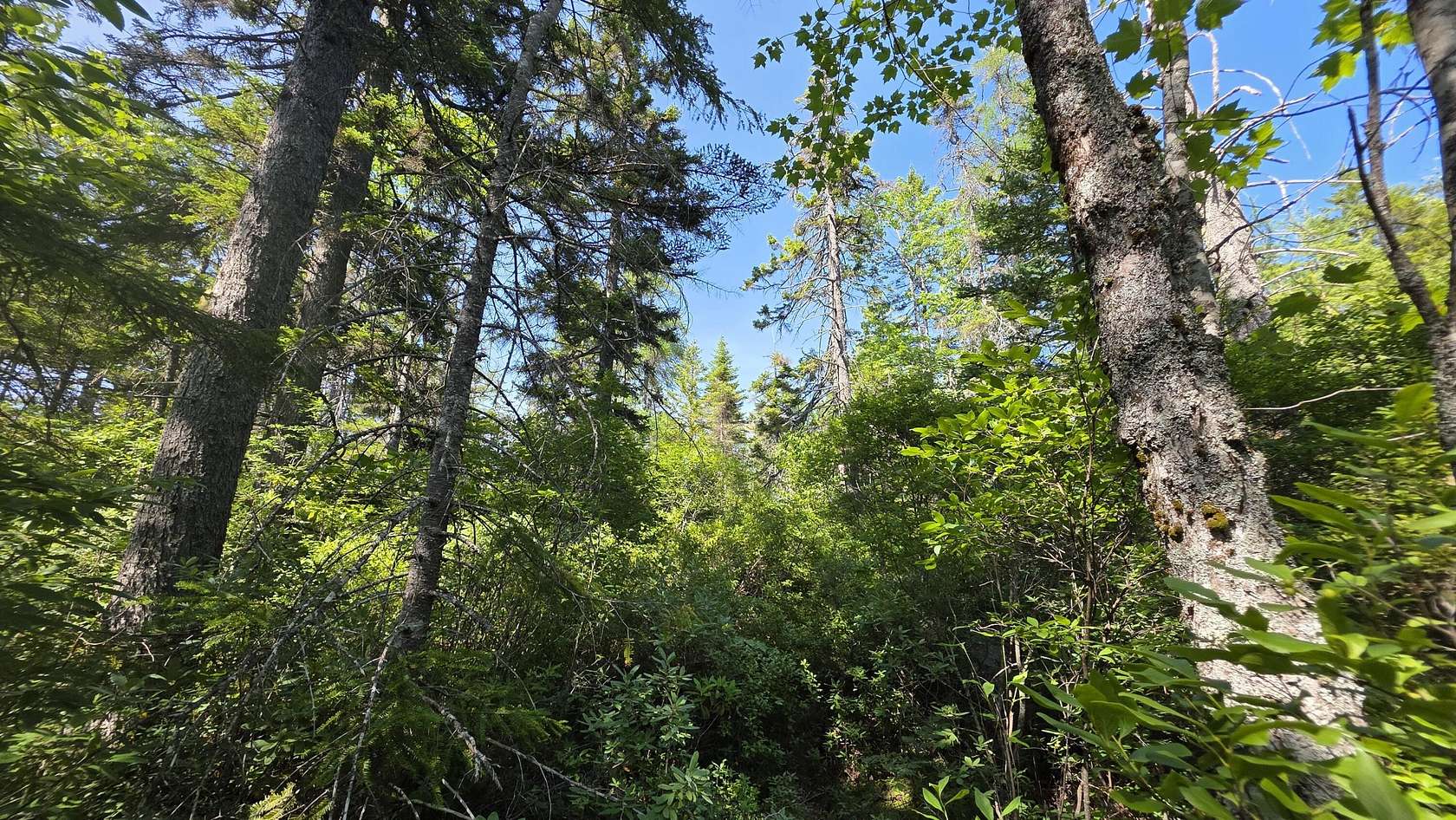 28.4 Acres of Recreational Land for Sale in Jonesboro, Maine