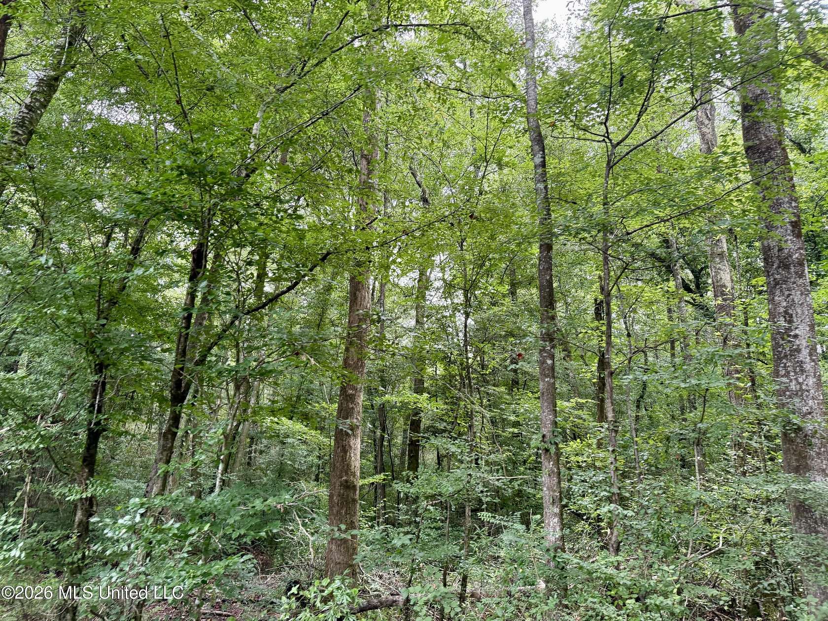 76.8 Acres of Recreational & Residential Land for Sale in Summit, Mississippi