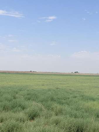 80 Acres of Agricultural & Residential Land for Sale in Shallowater, Texas