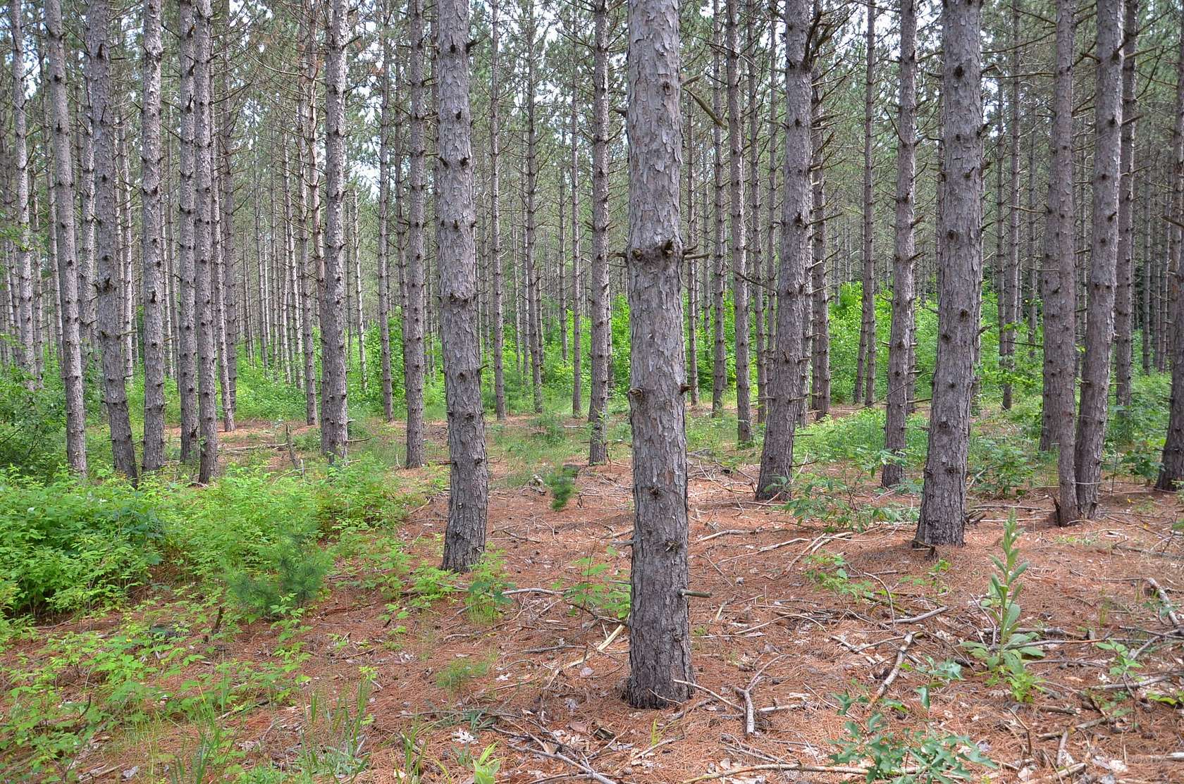 10 Acres of Recreational & Residential Land for Sale in Fife Lake, Michigan