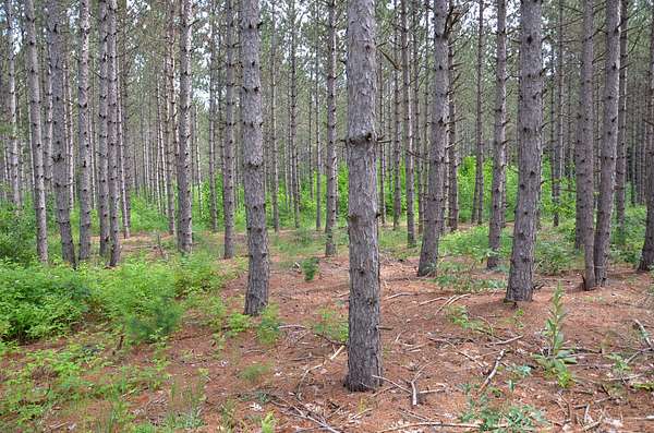 10 Acres of Recreational & Residential Land for Sale in Fife Lake, Michigan