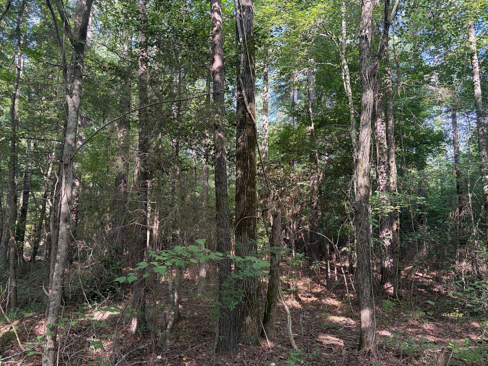 31 Acres of Land for Sale in Bivins, Texas