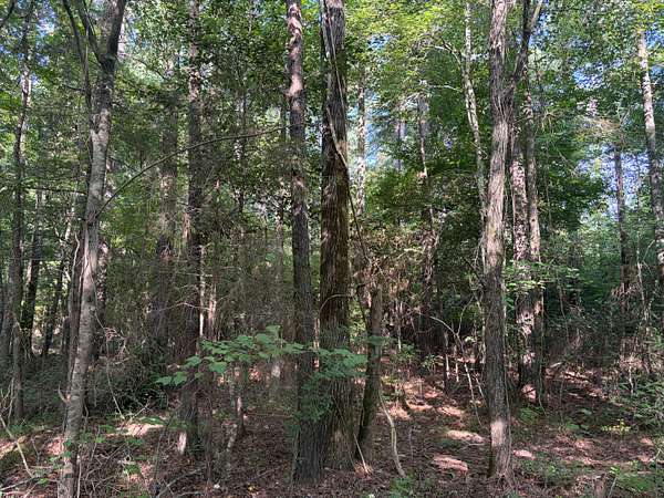 31 Acres of Land for Sale in Bivins, Texas
