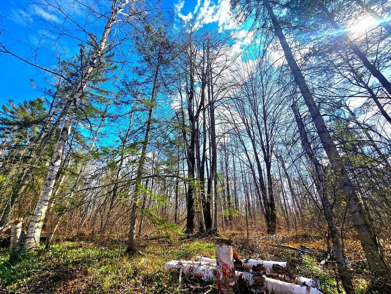 Residential Land for Sale in Elmira, Michigan