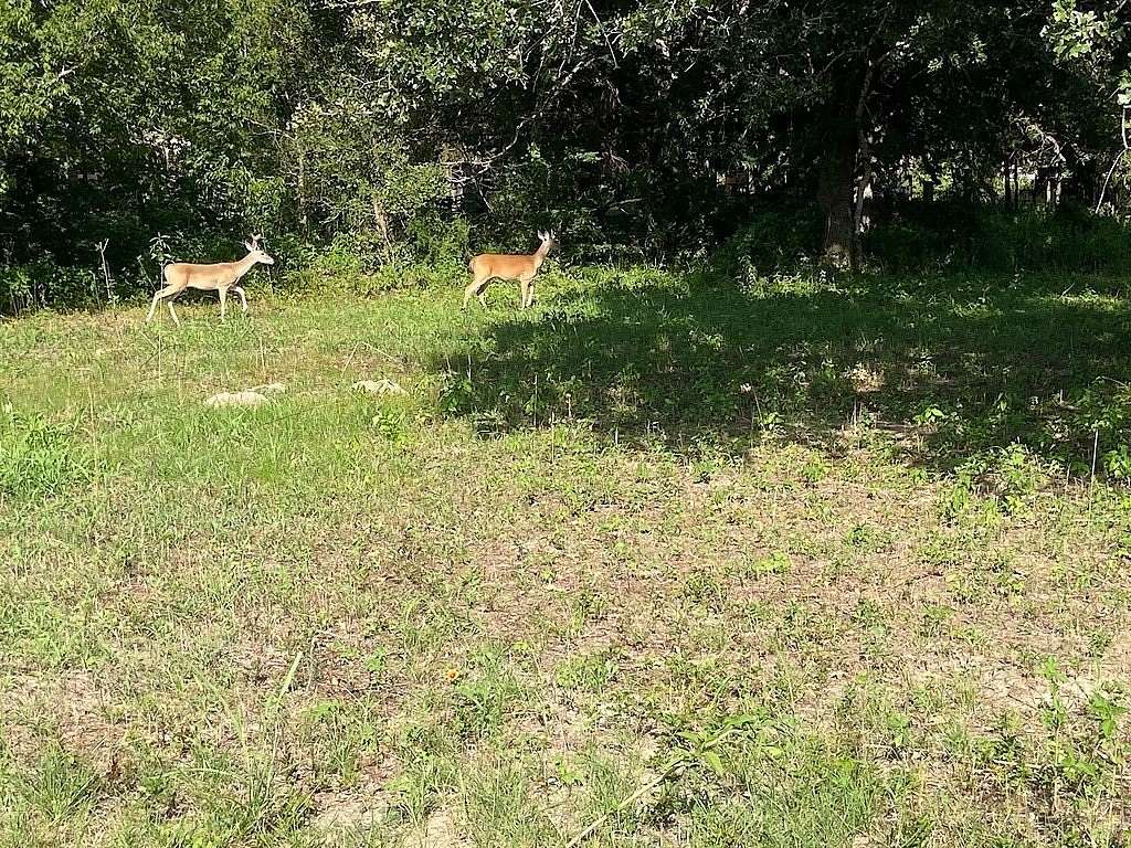 1.69 Acres of Residential Land for Auction in Somerville, Texas