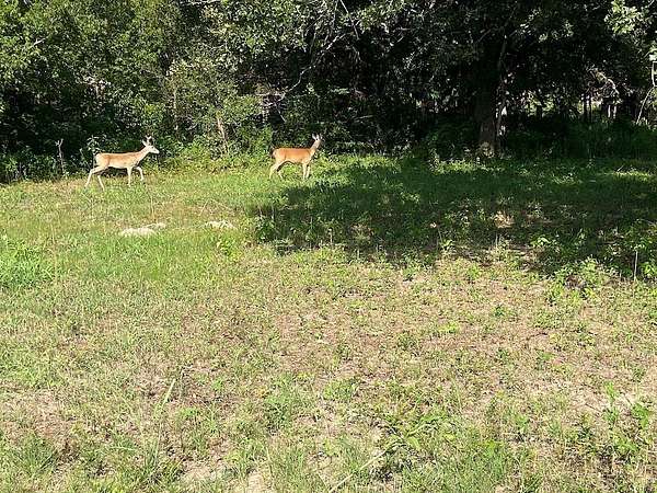 1.69 Acres of Residential Land for Auction in Somerville, Texas