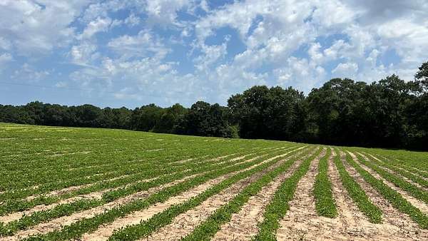84 Acres of Land for Sale in Headland, Alabama