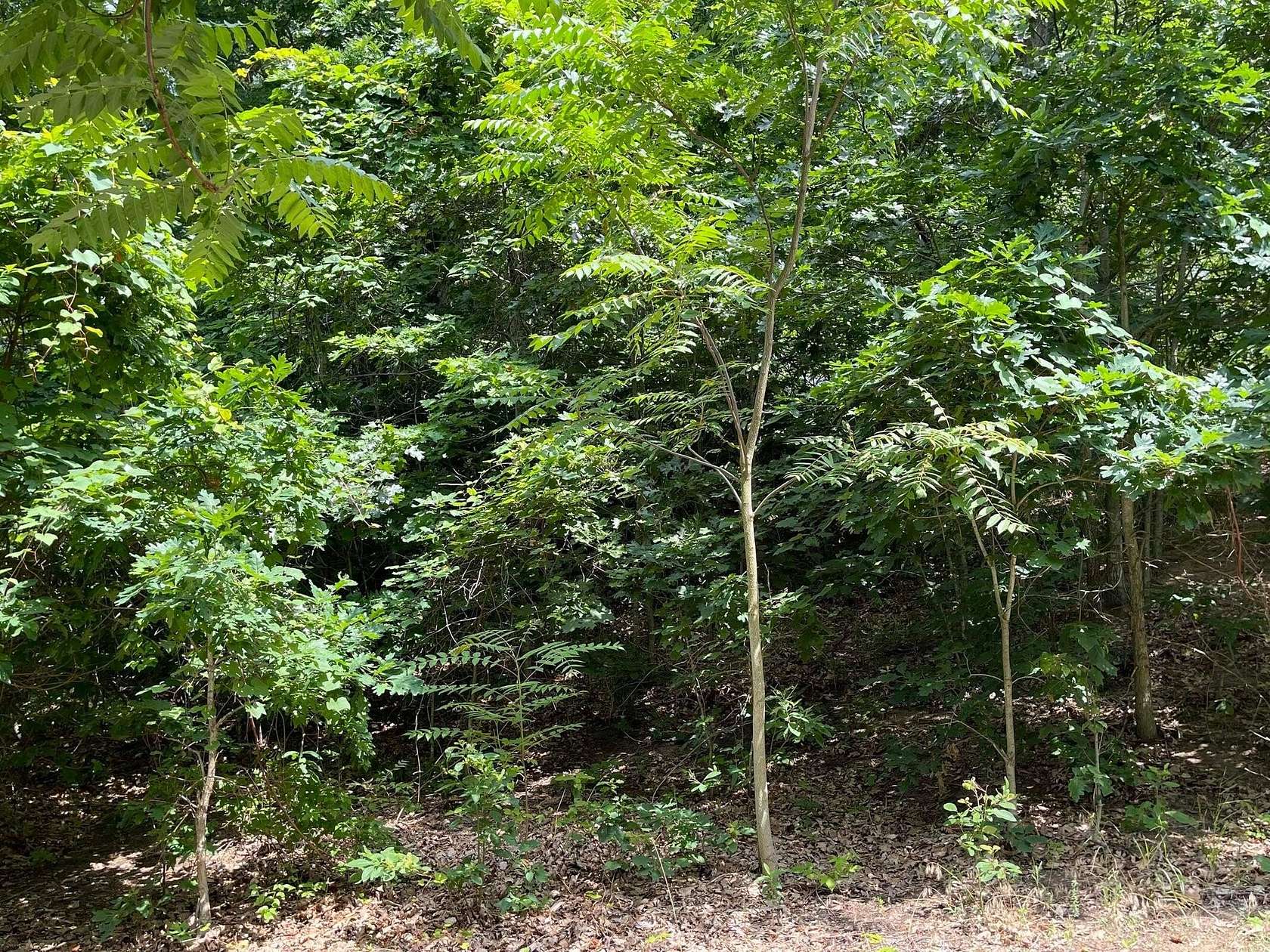 1 Acre of Residential Land for Sale in Bridgman, Michigan