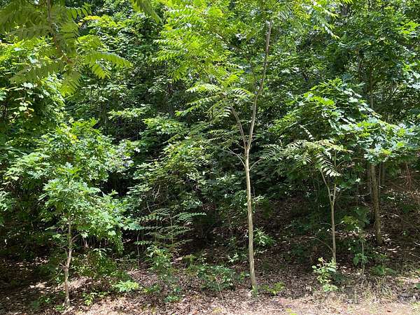 1 Acre of Residential Land for Sale in Bridgman, Michigan