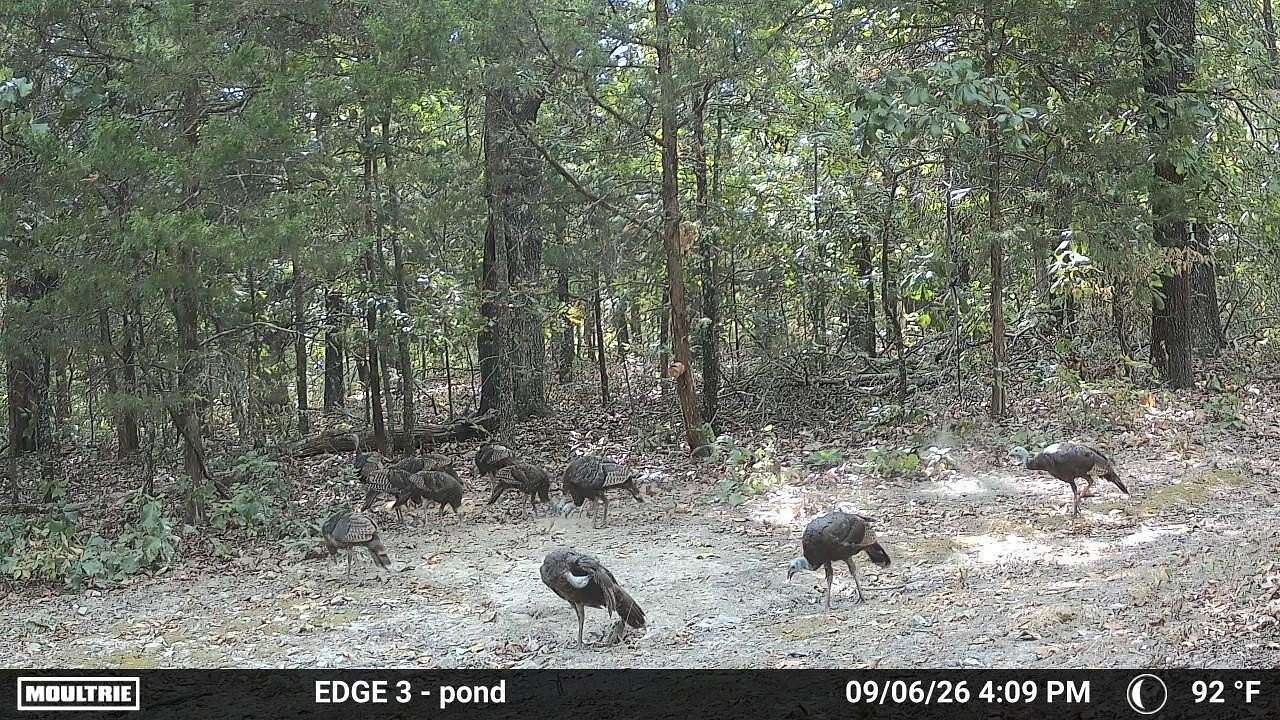 80 Acres of Recreational Land for Sale in Ava, Missouri