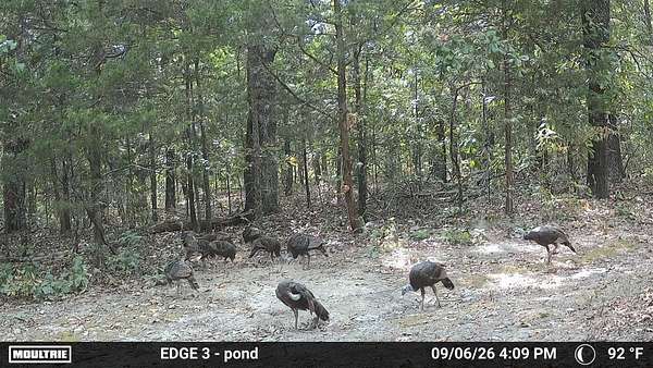 80 Acres of Recreational Land for Sale in Ava, Missouri