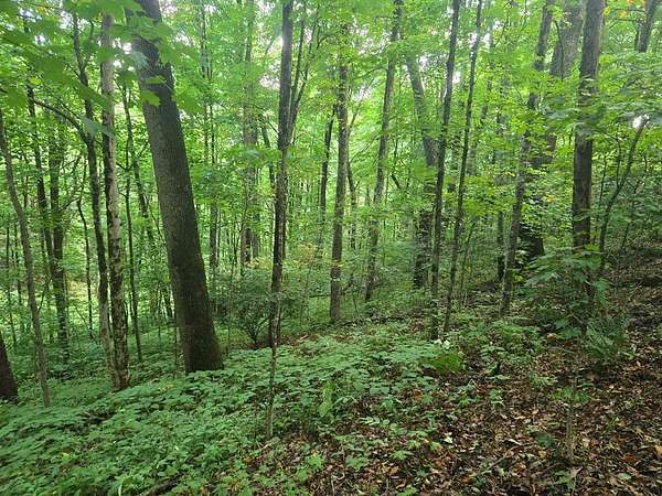 1.35 Acres of Land for Sale in Sylva, North Carolina