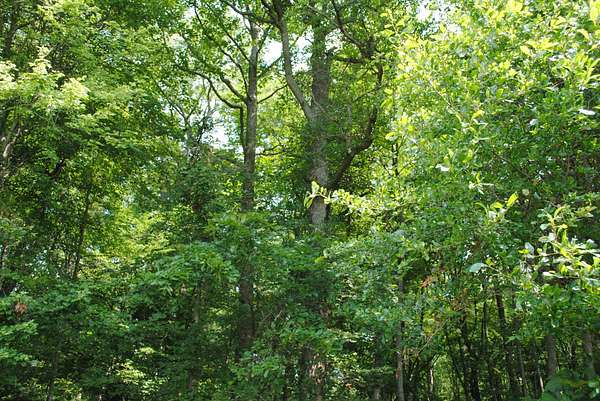 5 Acres of Land for Sale in Batesville, Indiana