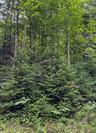 30 Acres of Recreational Land for Sale in Newark Town, Vermont