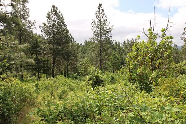 1,248 Acres of Agricultural Land for Sale in Riddle, Oregon