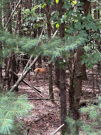 1 Acre of Residential Land for Sale in Blairsville, Georgia