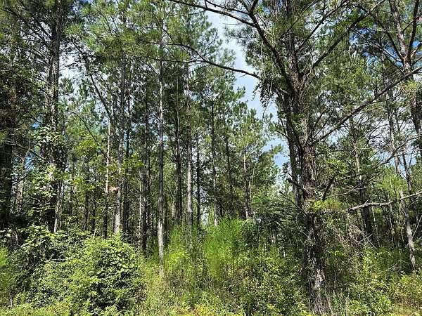 33.5 Acres of Land for Sale in Laurel, Mississippi