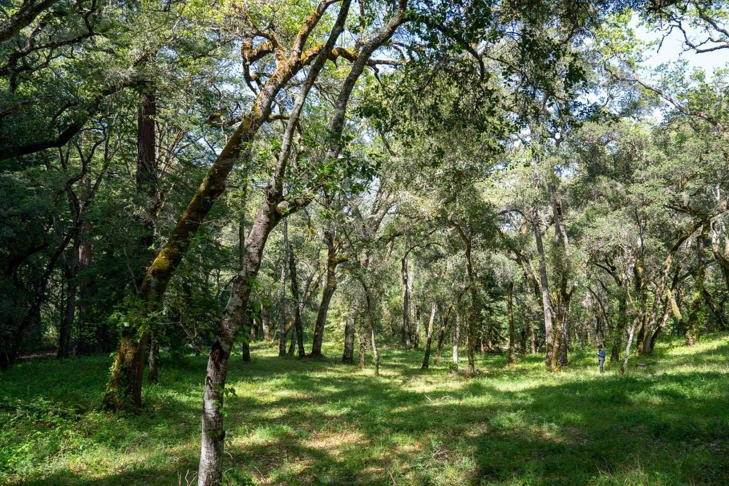 34.4 Acres of Land for Sale in Carmel Valley, California