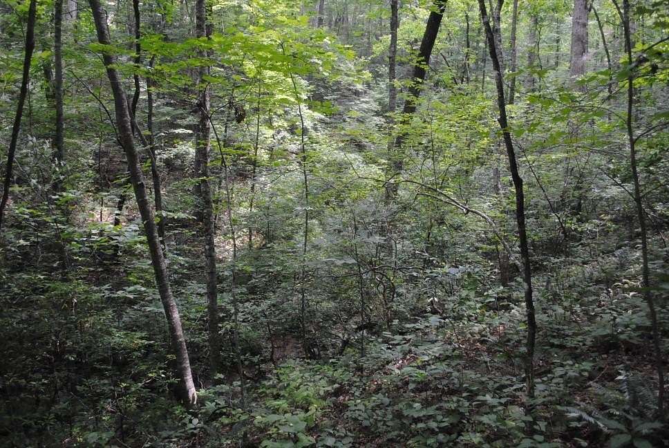 4.79 Acres of Residential Land for Sale in Ellijay, Georgia