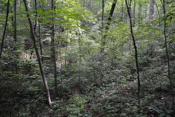 4.79 Acres of Residential Land for Sale in Ellijay, Georgia