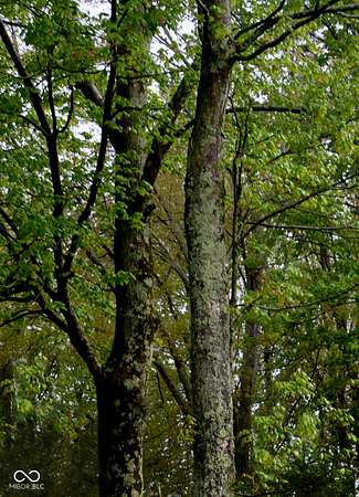 10.1 Acres of Land for Sale in Batesville, Indiana