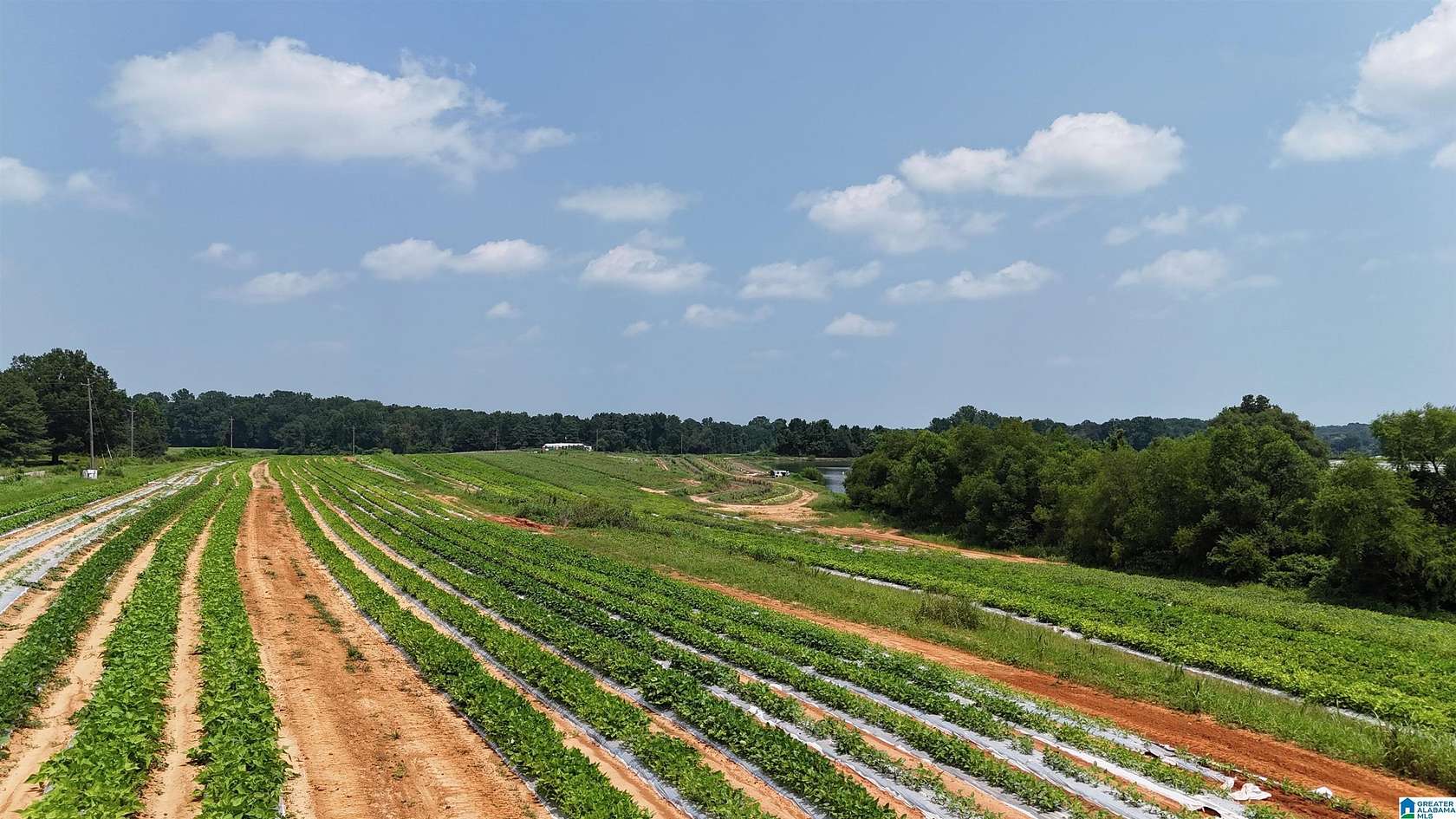 50 Acres of Recreational & Residential Land for Sale in Steele, Alabama